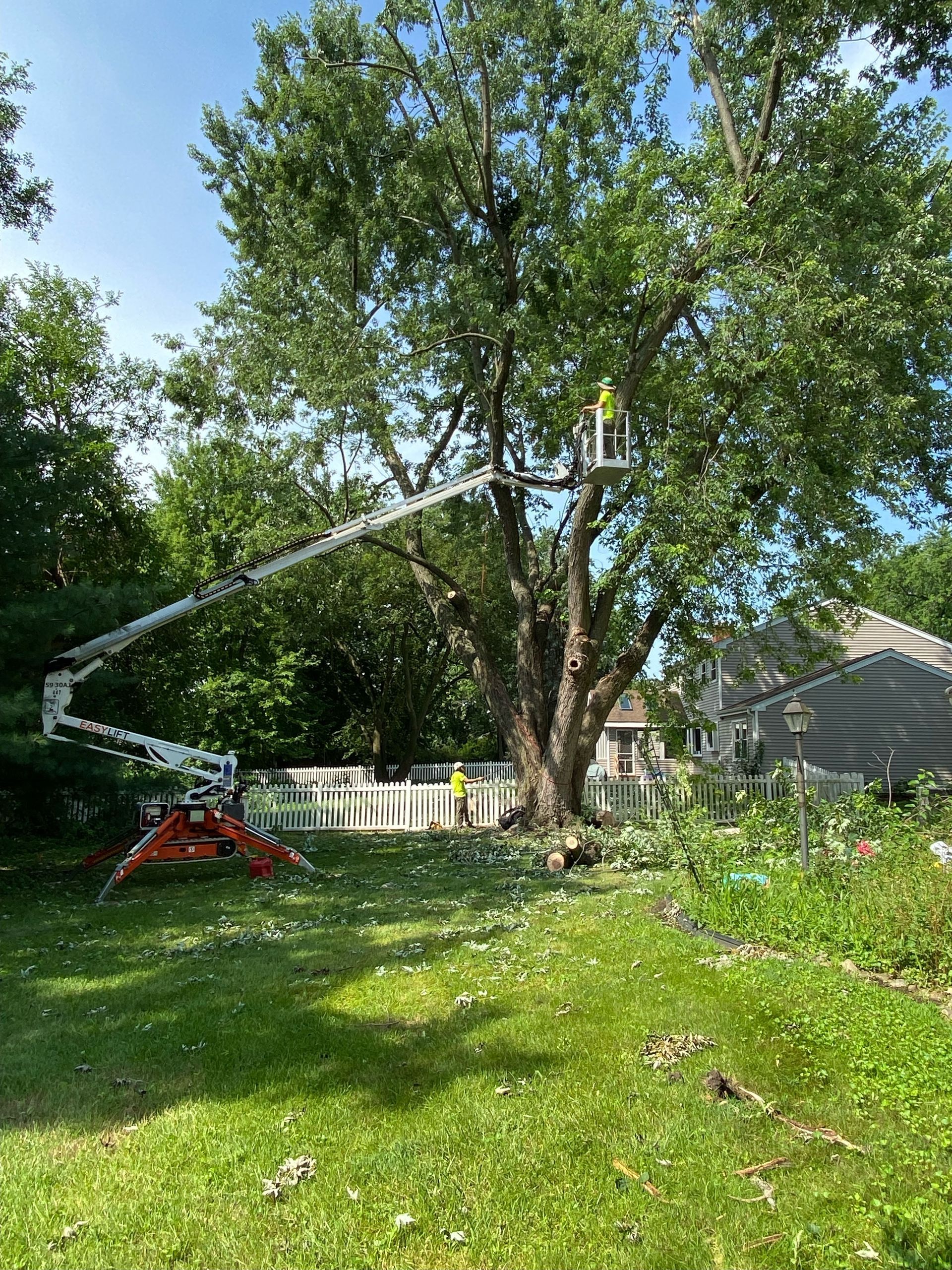 A worker in a bucket truck prunes a large tree in a grassy backyard near a white fence and a house.