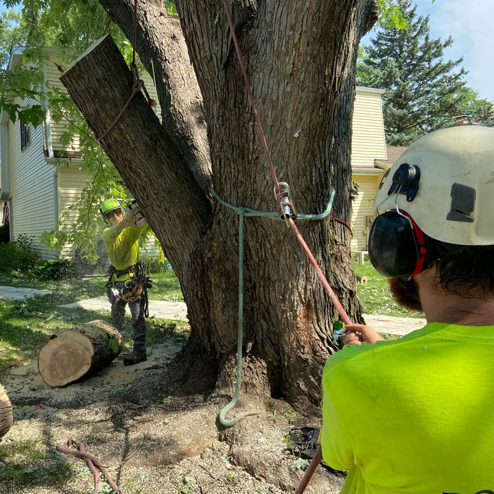 Certified arborists rigging and removing large tree limb with controlled tree removal techniques