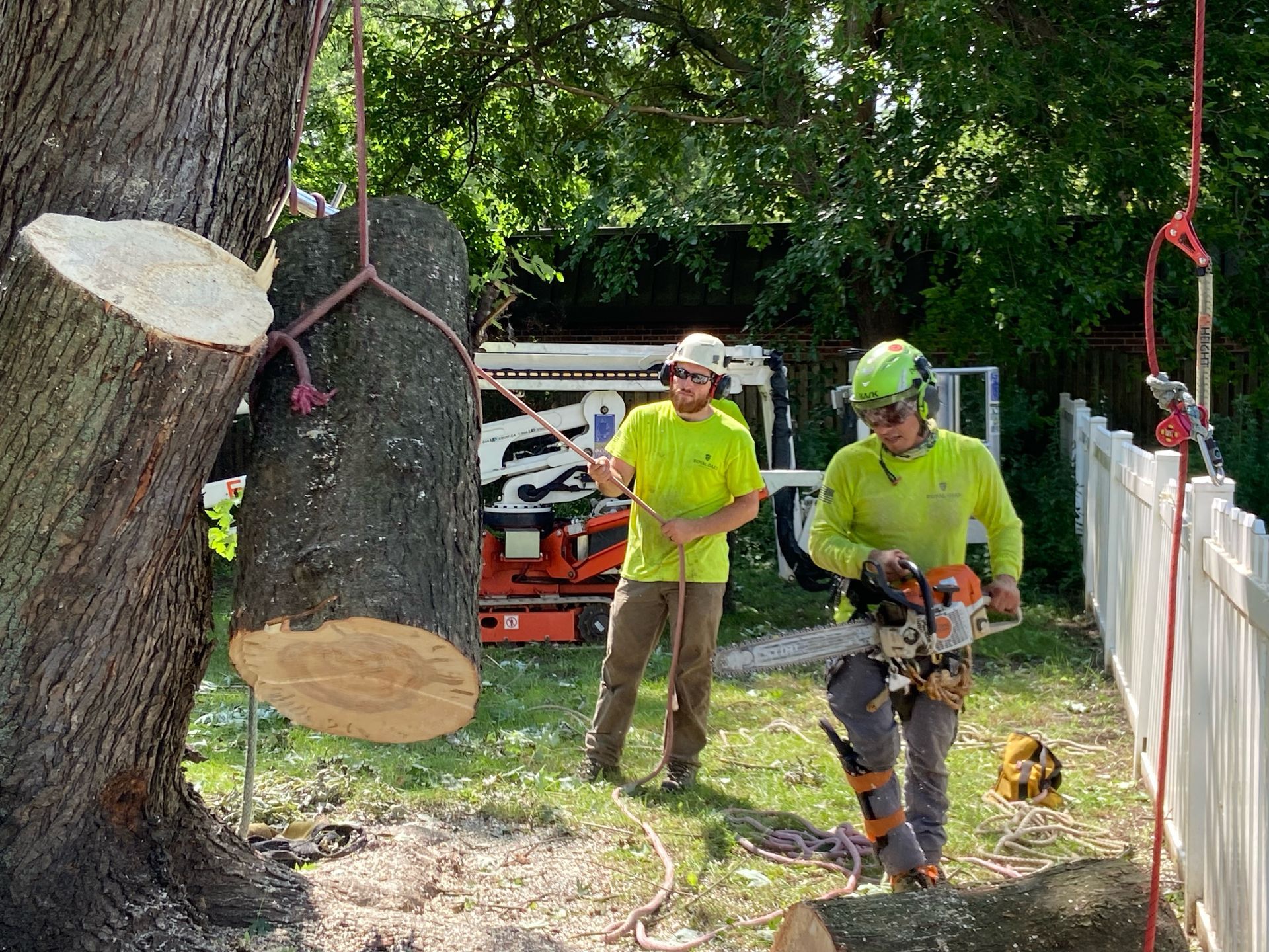 Controlled tree removal with rigging system and chainsaw near fence by Certified Arborists.