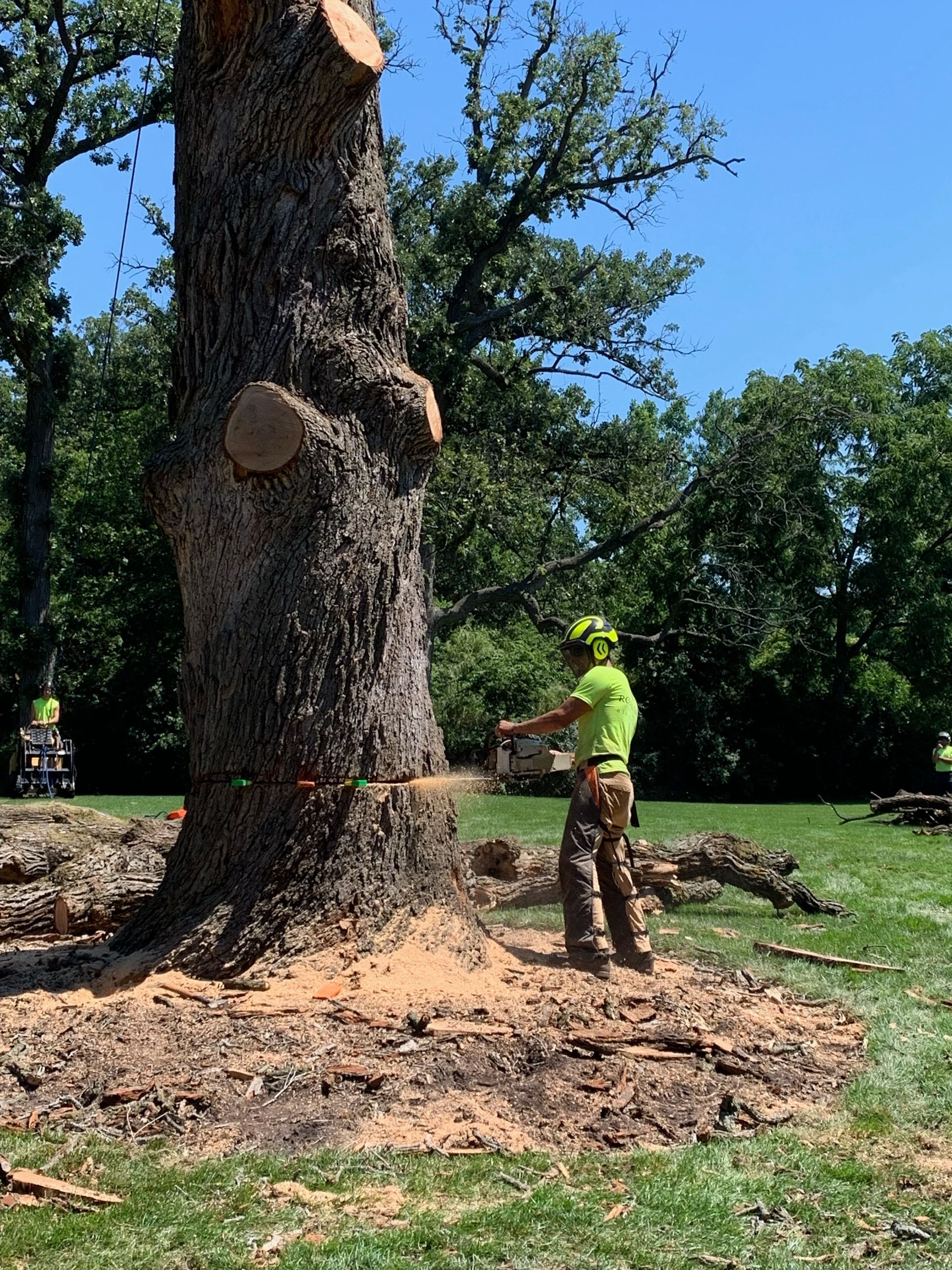 Arborist cuts down a tree trunk, standing on wood chips, in a sunny outdoor setting.