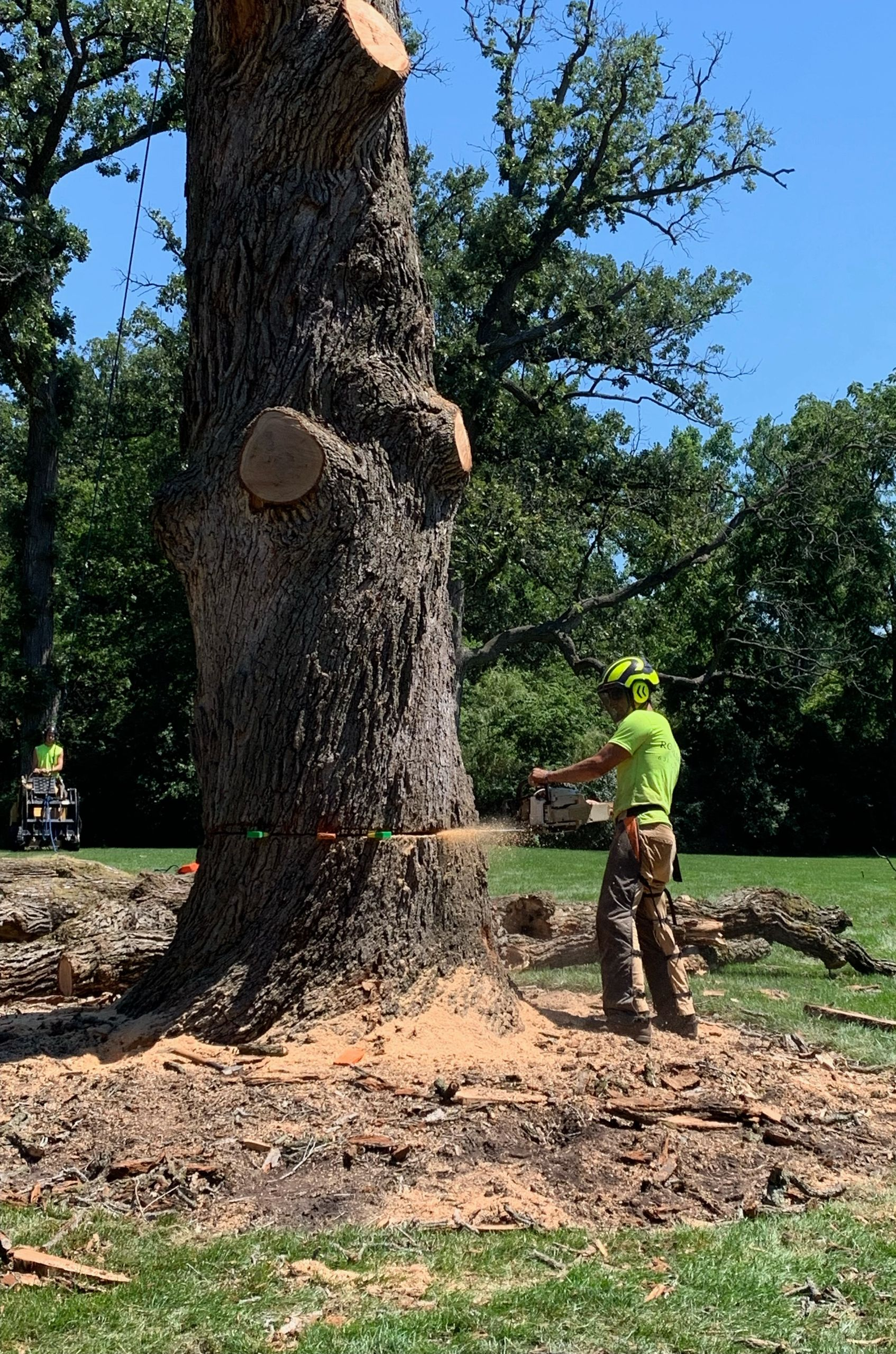 A person in high-visibility safety gear uses a chainsaw to cut into the base of a large, thick tree in a grassy area.