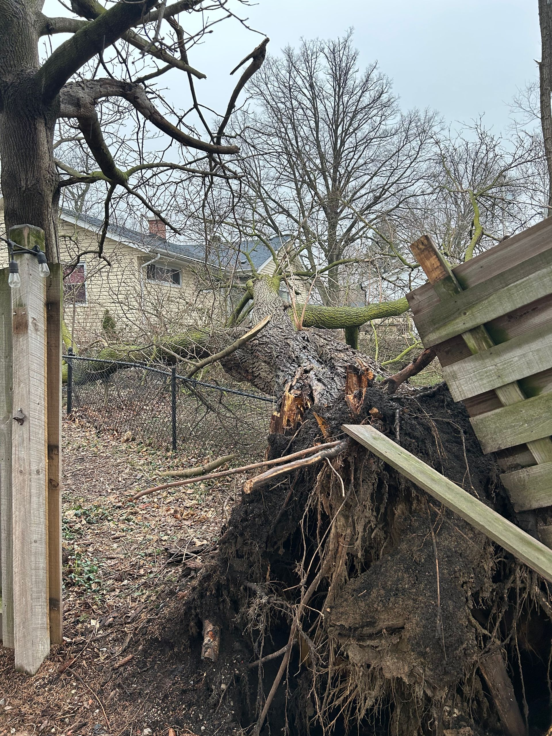 Uprooted storm-damaged tree causing fence damage and creating emergency tree removal situation.