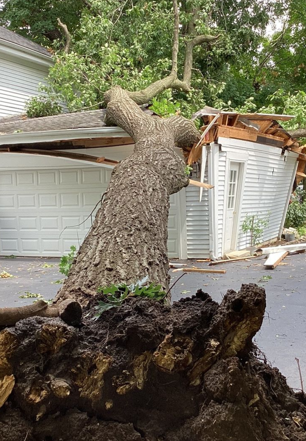 A large fallen tree has crushed the roof and side of a white residential garage.