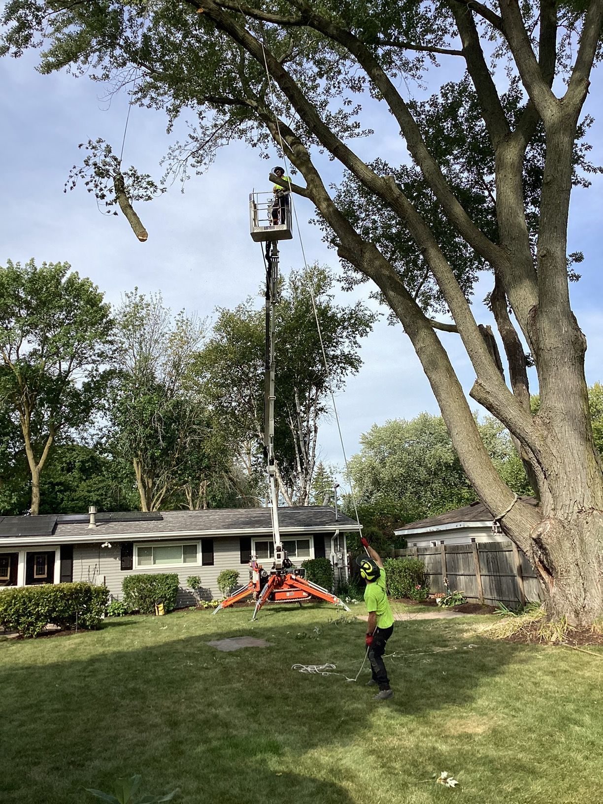 Tree removal using spider lift and rigging by Certified Arborists in residential backyard.