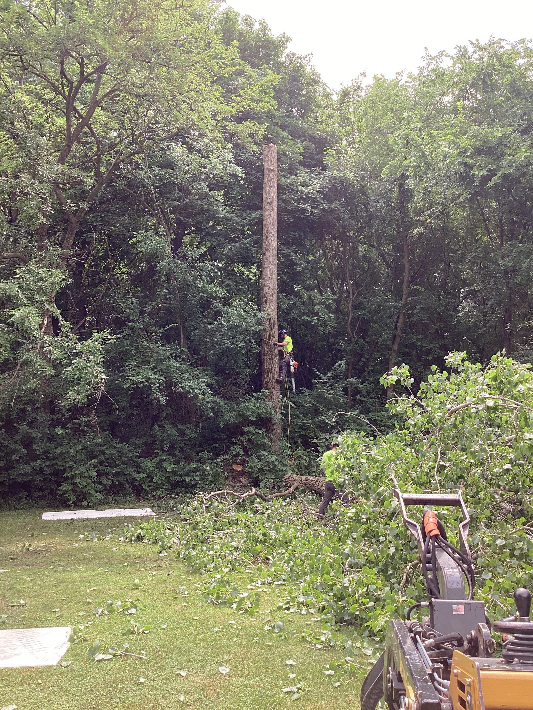 Tree removal by climber using spike ascent techniques during controlled dismantling of tall tree.
