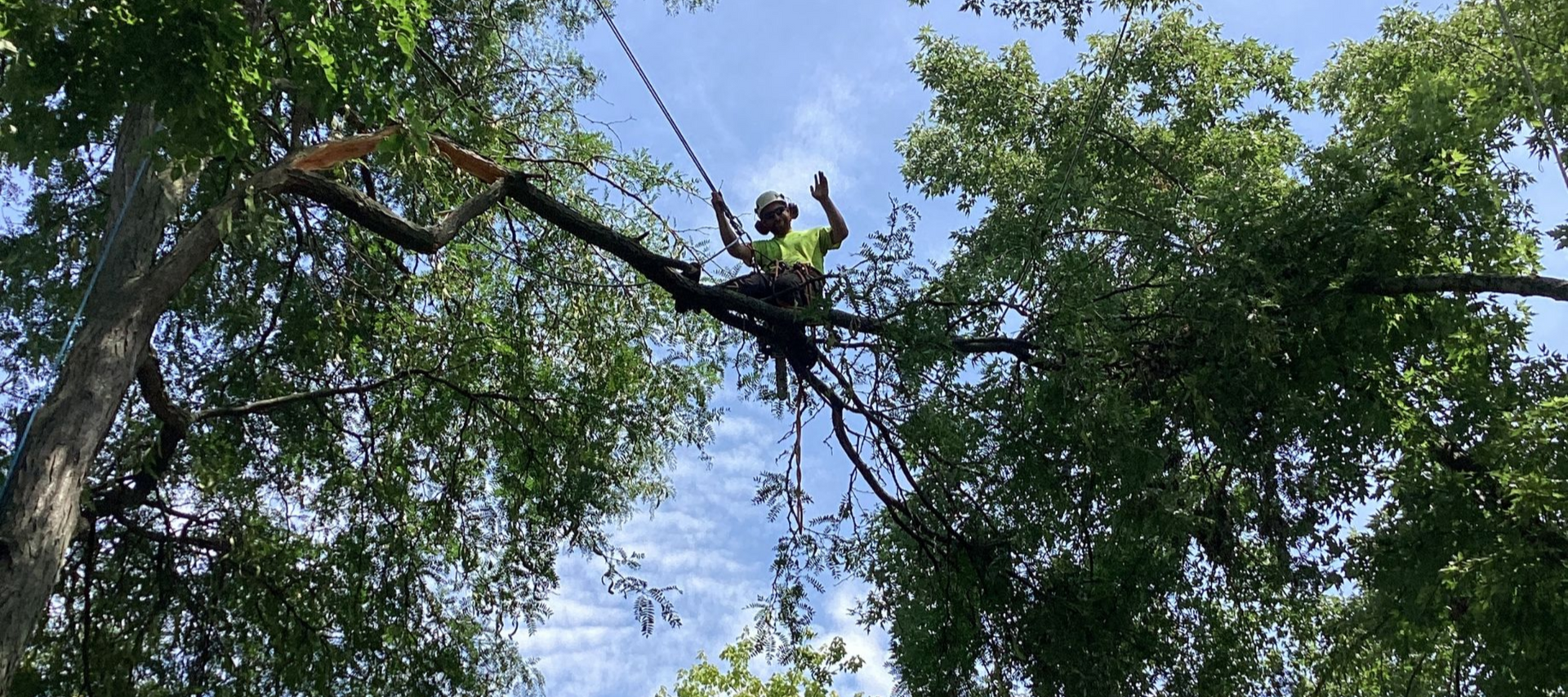 Royal Oaks Tree Care arborist safely pruning a mature tree.