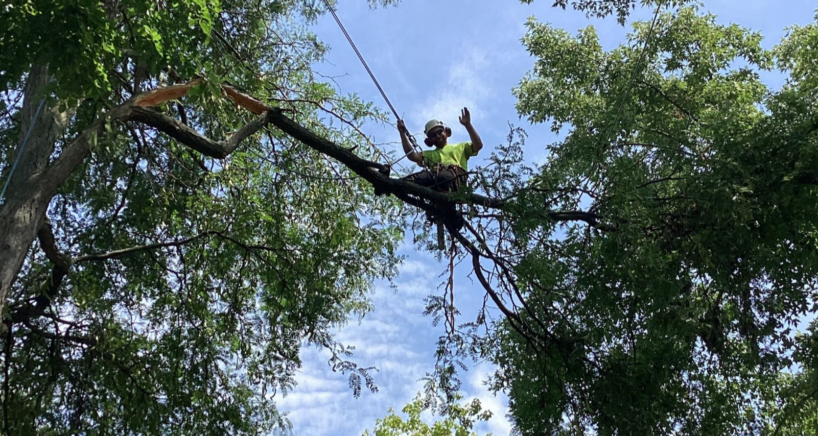 A Royal Oaks Tree Care certified arborist safely pruning a mature tree.