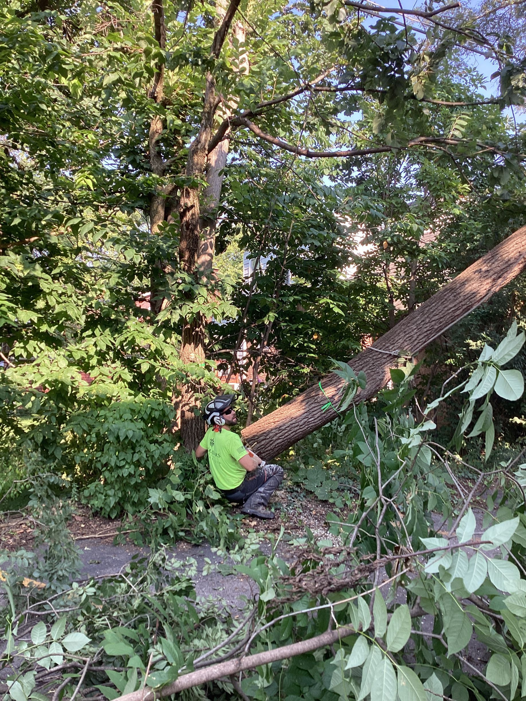 Arborist in a green shirt cutting a fallen tree, surrounded by foliage.