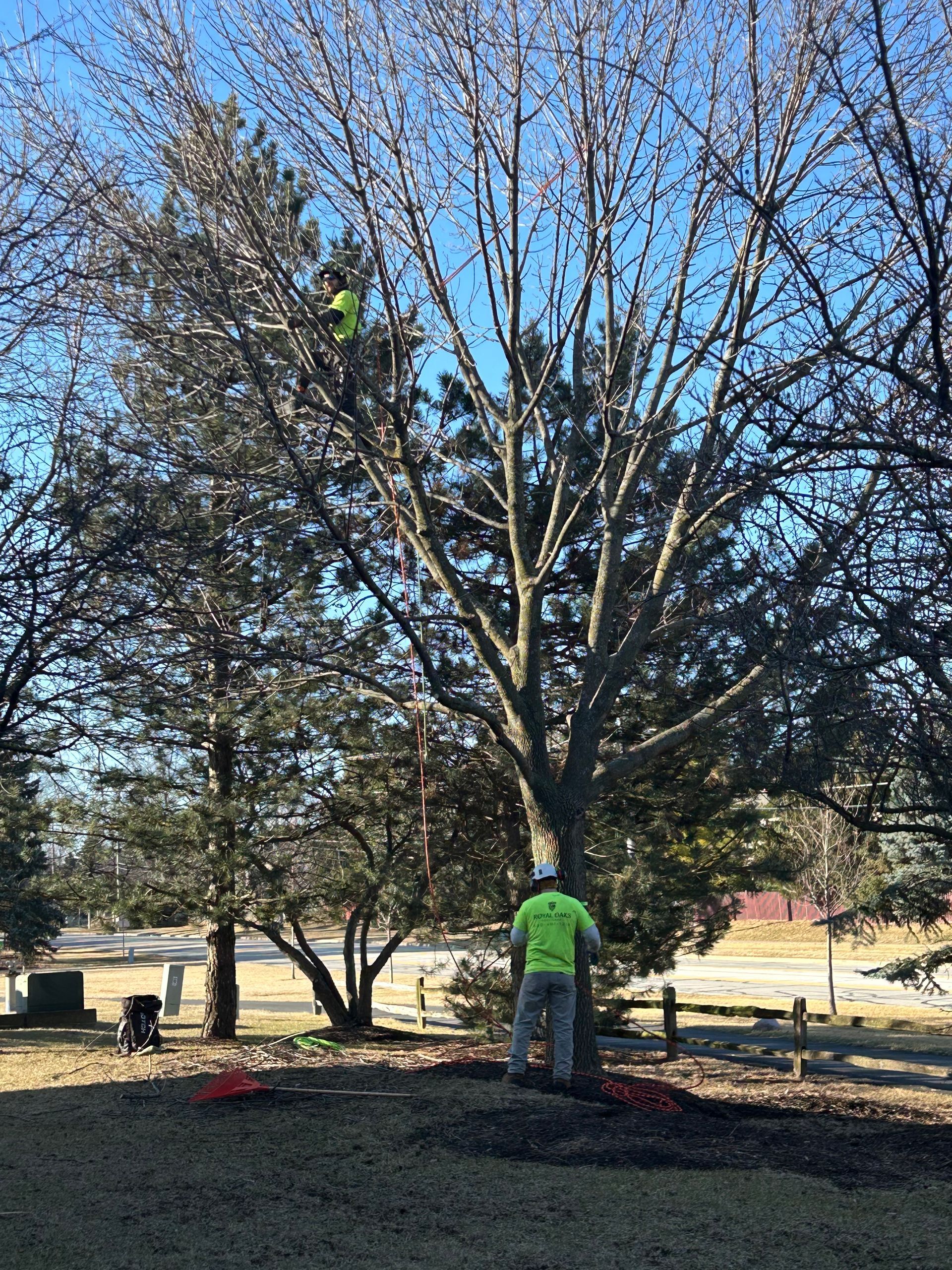 Certified arborist pruning mature tree in residential yard in Illinois during winter maintenance