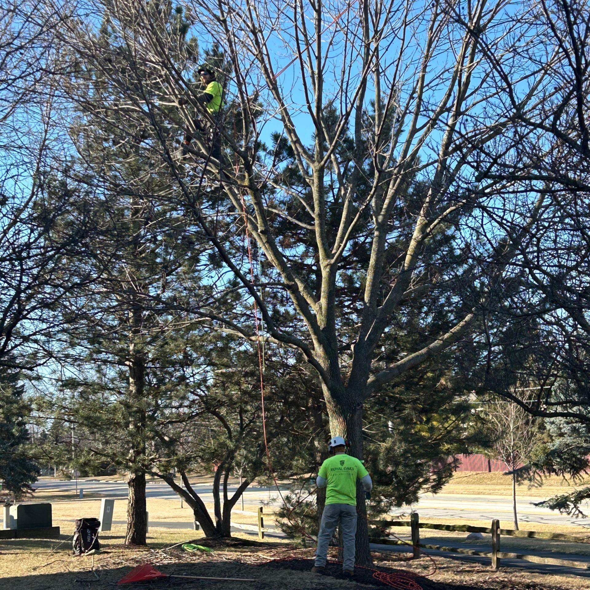 Certified Arborist pruning mature tree using rope climbing techniques for safe tree maintenance.