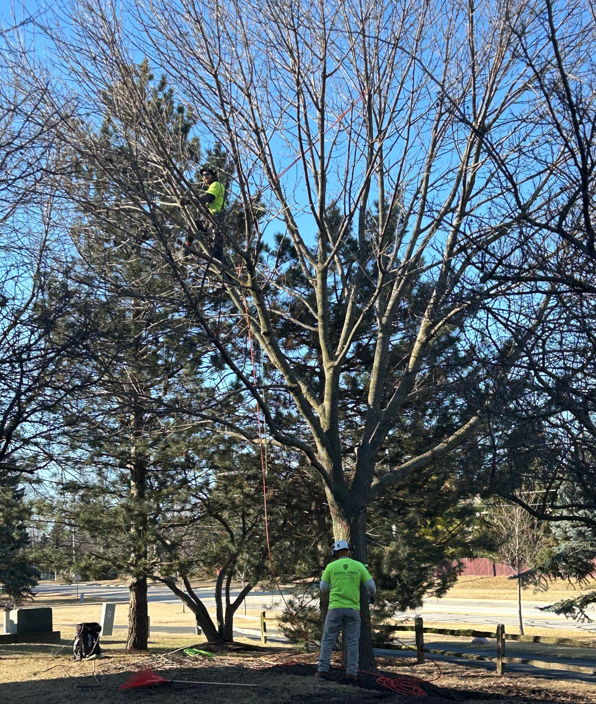 Certified arborist pruning mature tree in residential yard in Illinois during winter maintenance