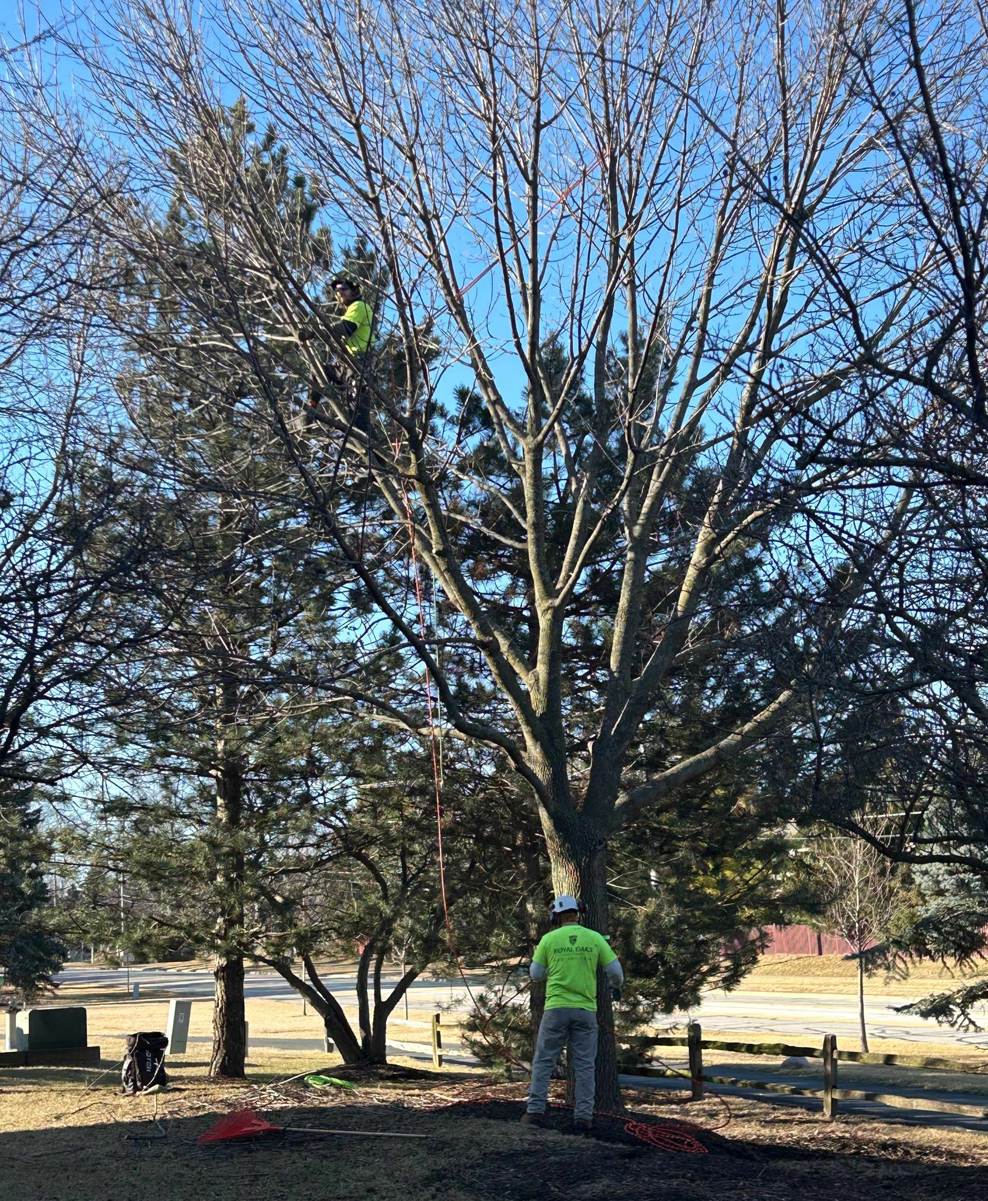 Certified arborist pruning mature tree in residential yard in Illinois during winter maintenance