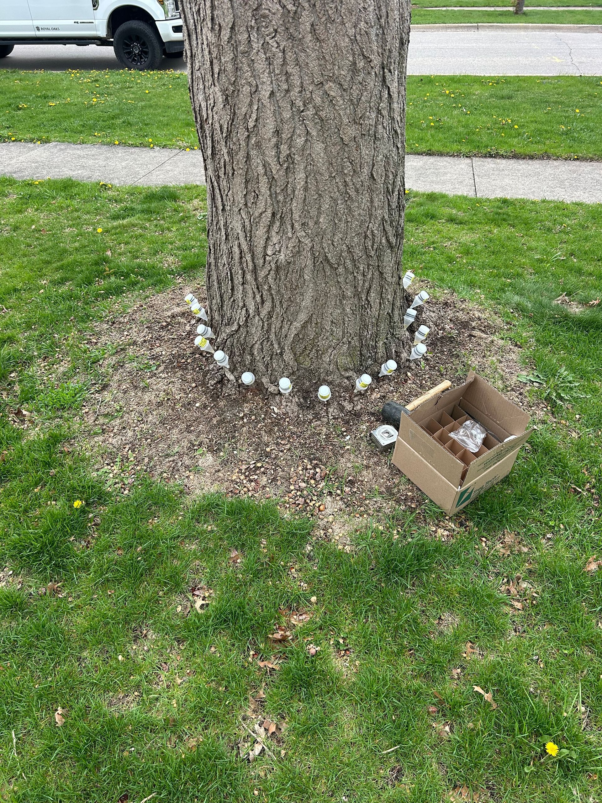 A string of outdoor fairy lights circles the base of a tree in a grassy yard, with an open box of lights on the ground.