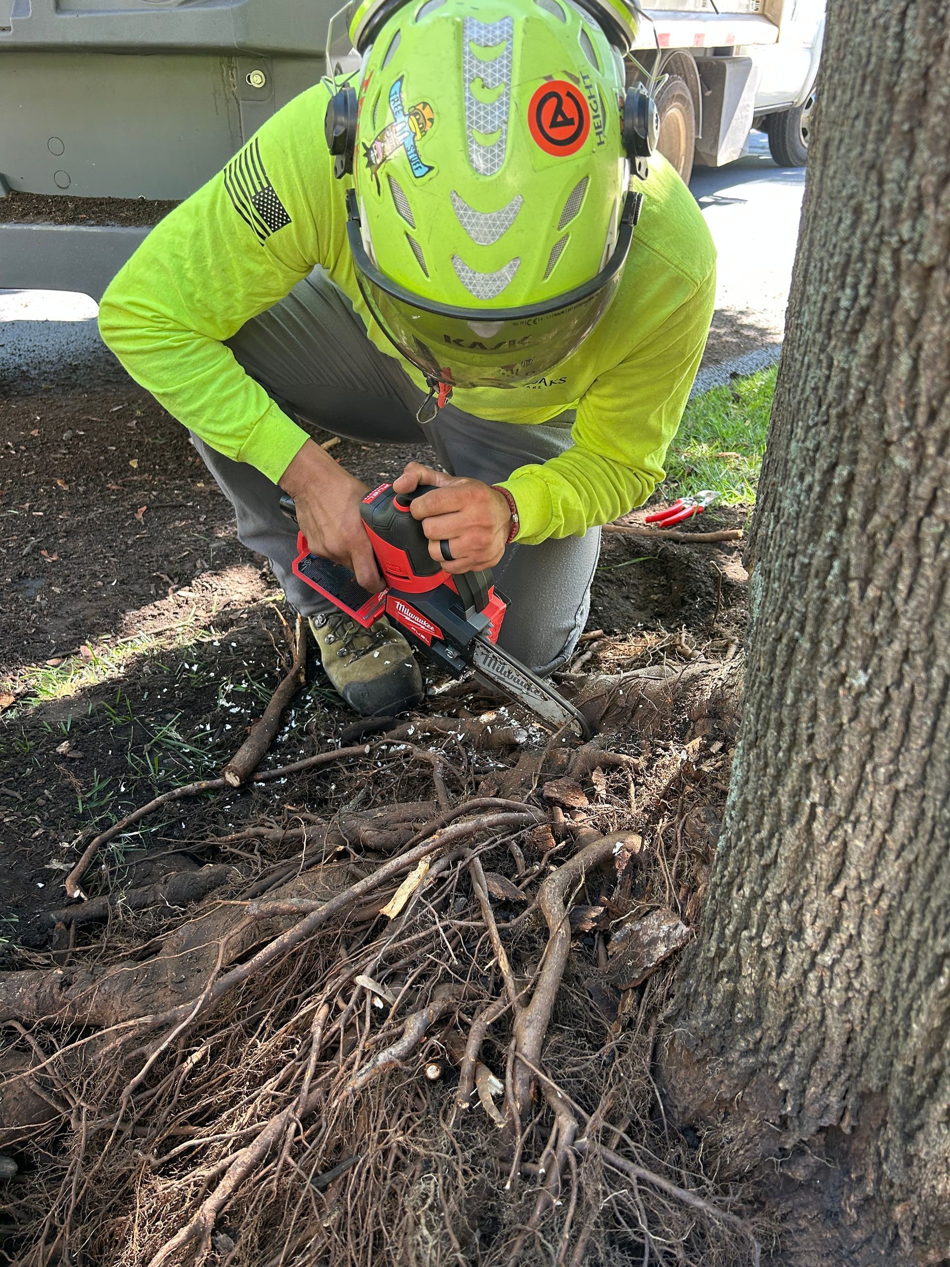 Arborist inspecting and pruning tree roots for healthy growth and long-term tree stability