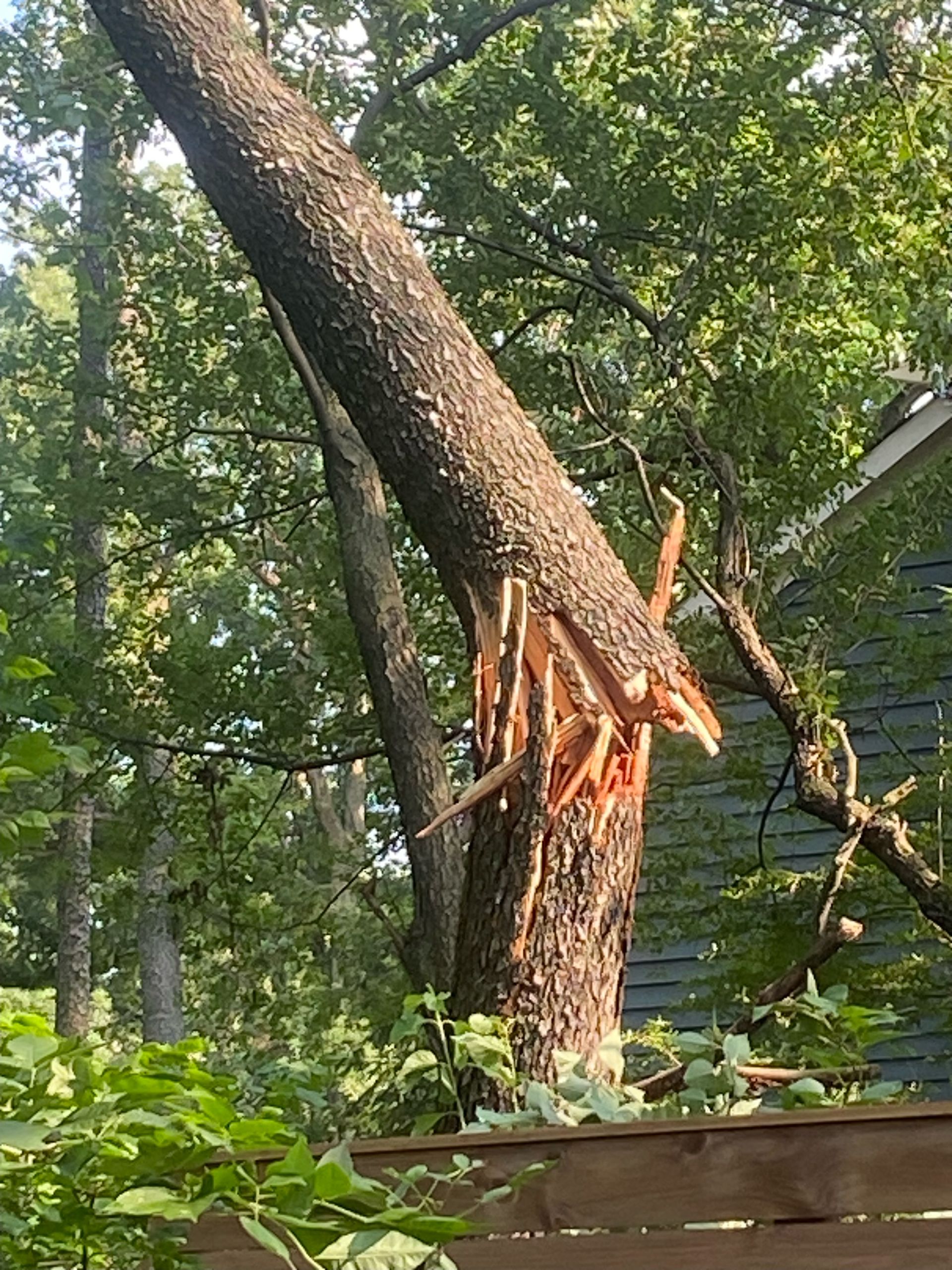 Tree trunk split open by force, possibly storm damage, near a roof and foliage.