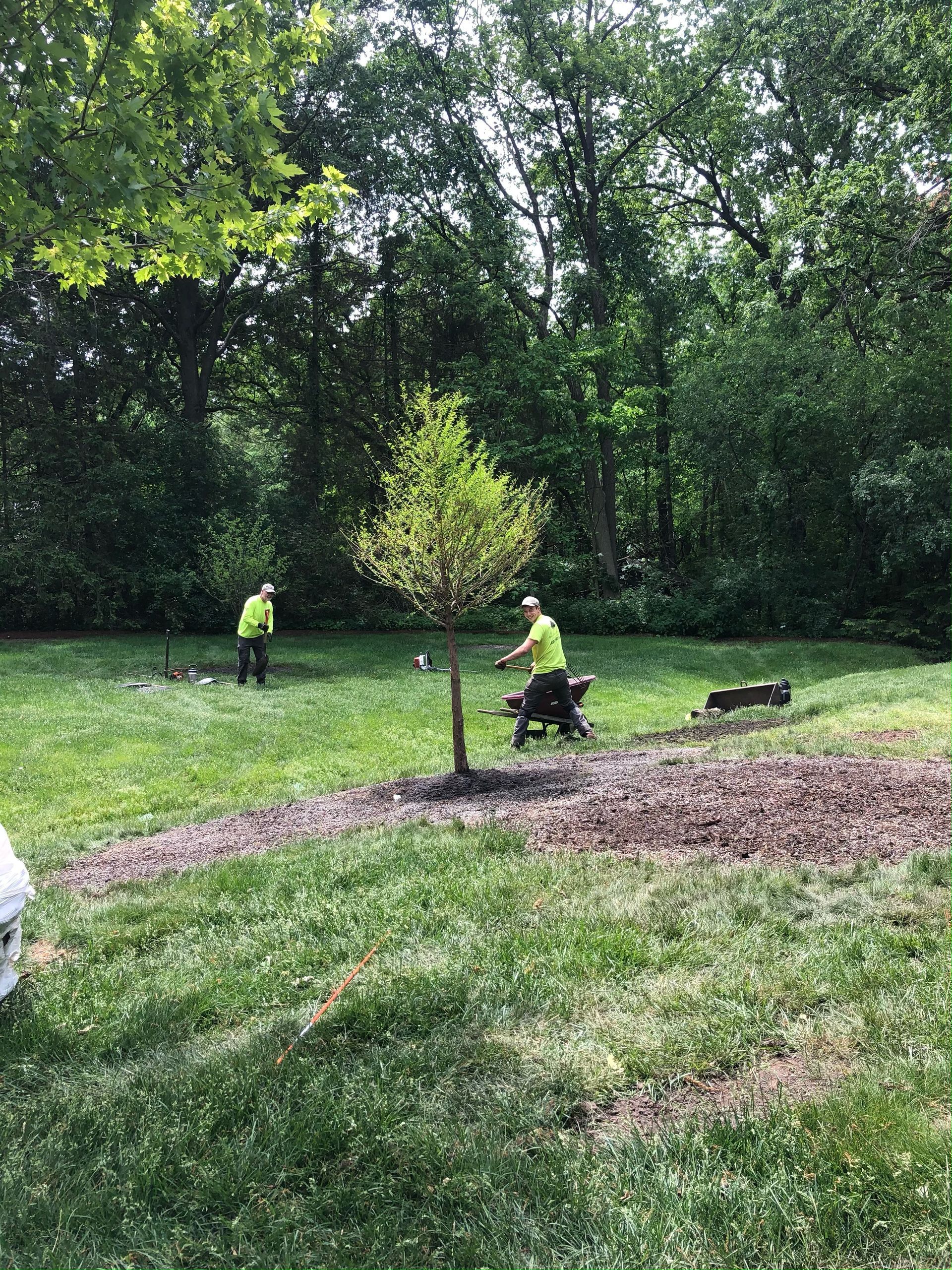 Tree installation project with certified arborists planting new landscape tree in residential yard