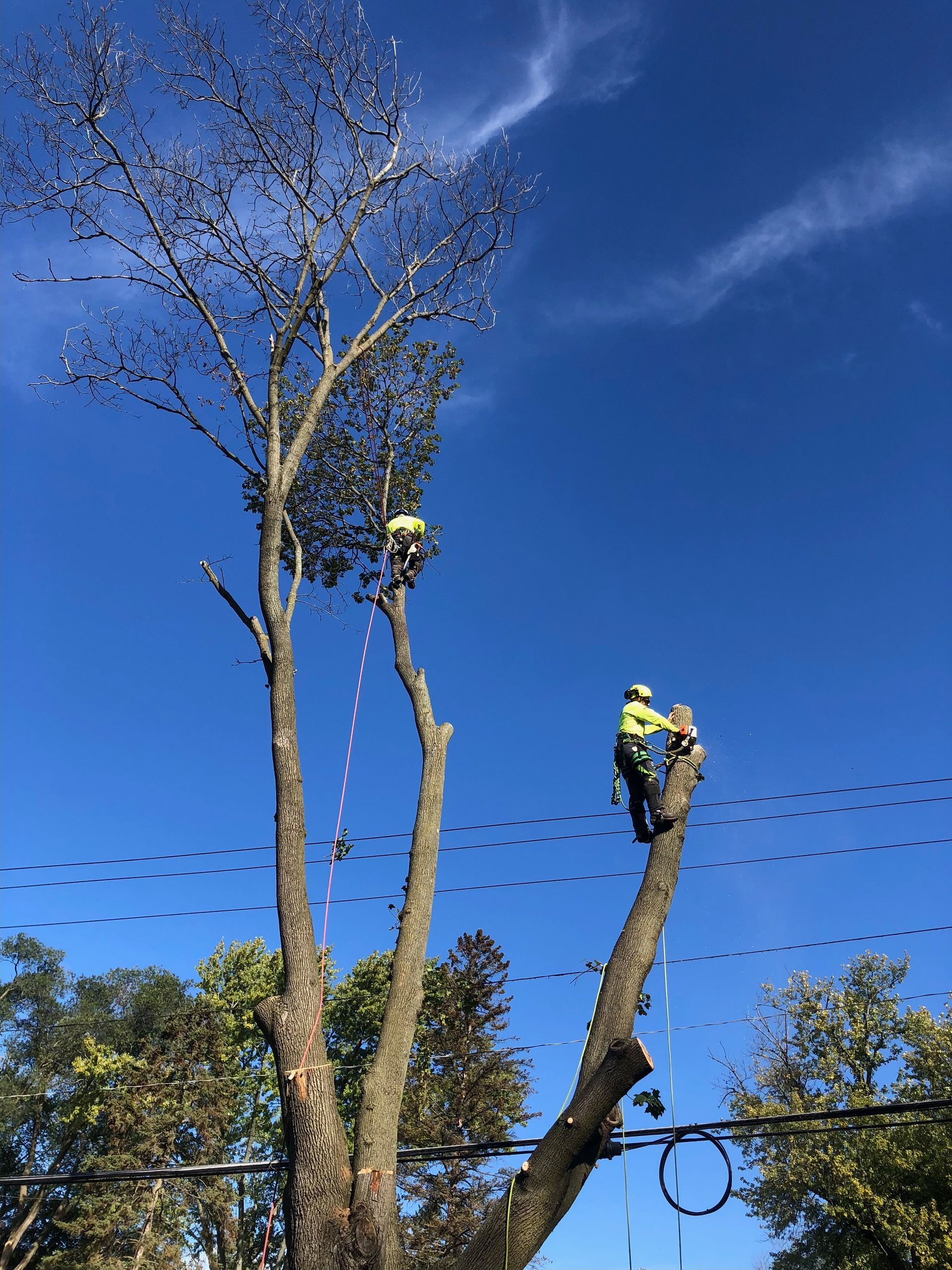 Arborists performing technical tree removal with rigging near utility lines and homes