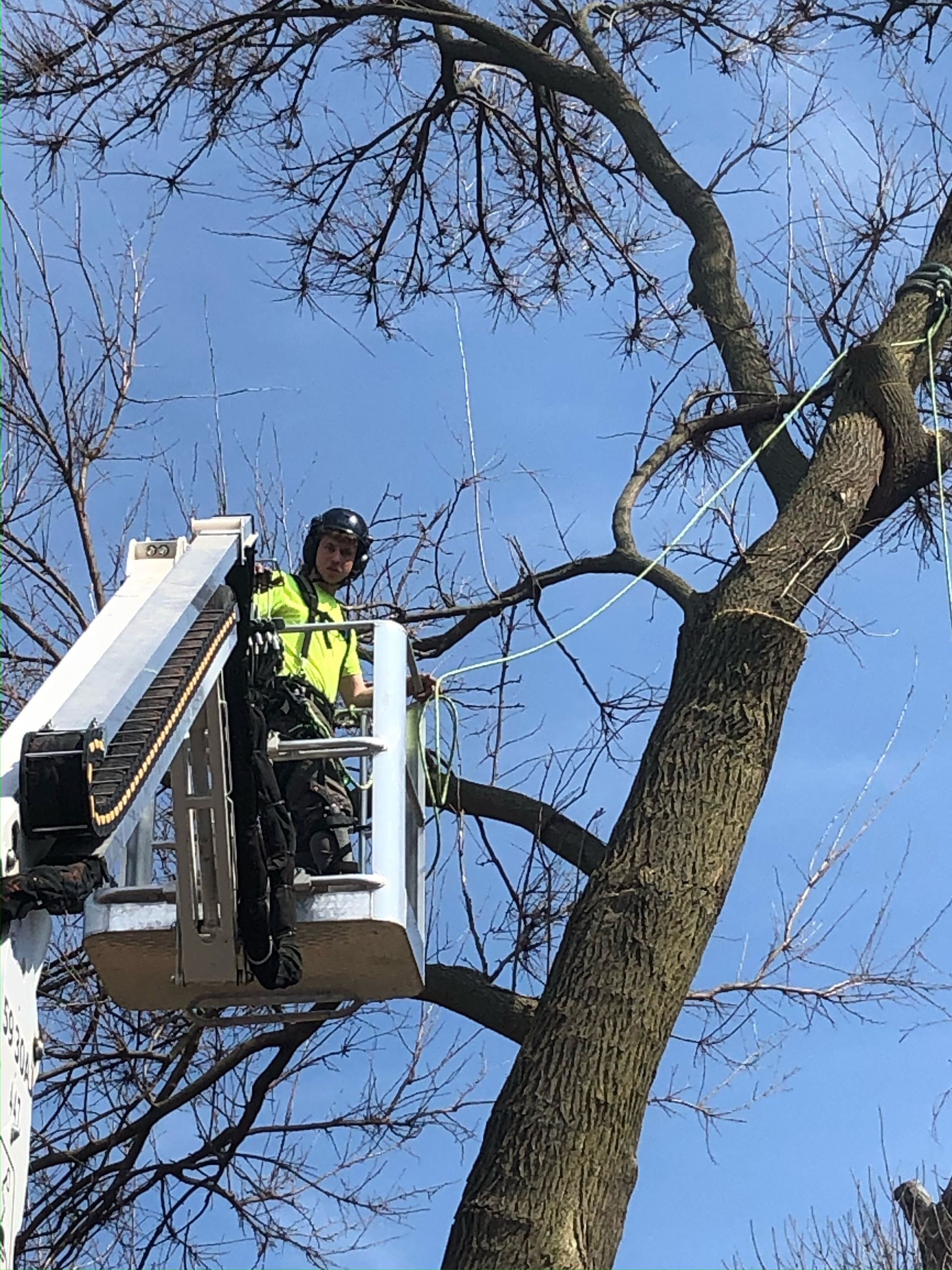 Arborist performing aerial tree pruning from lift with proper rigging and safety equipment