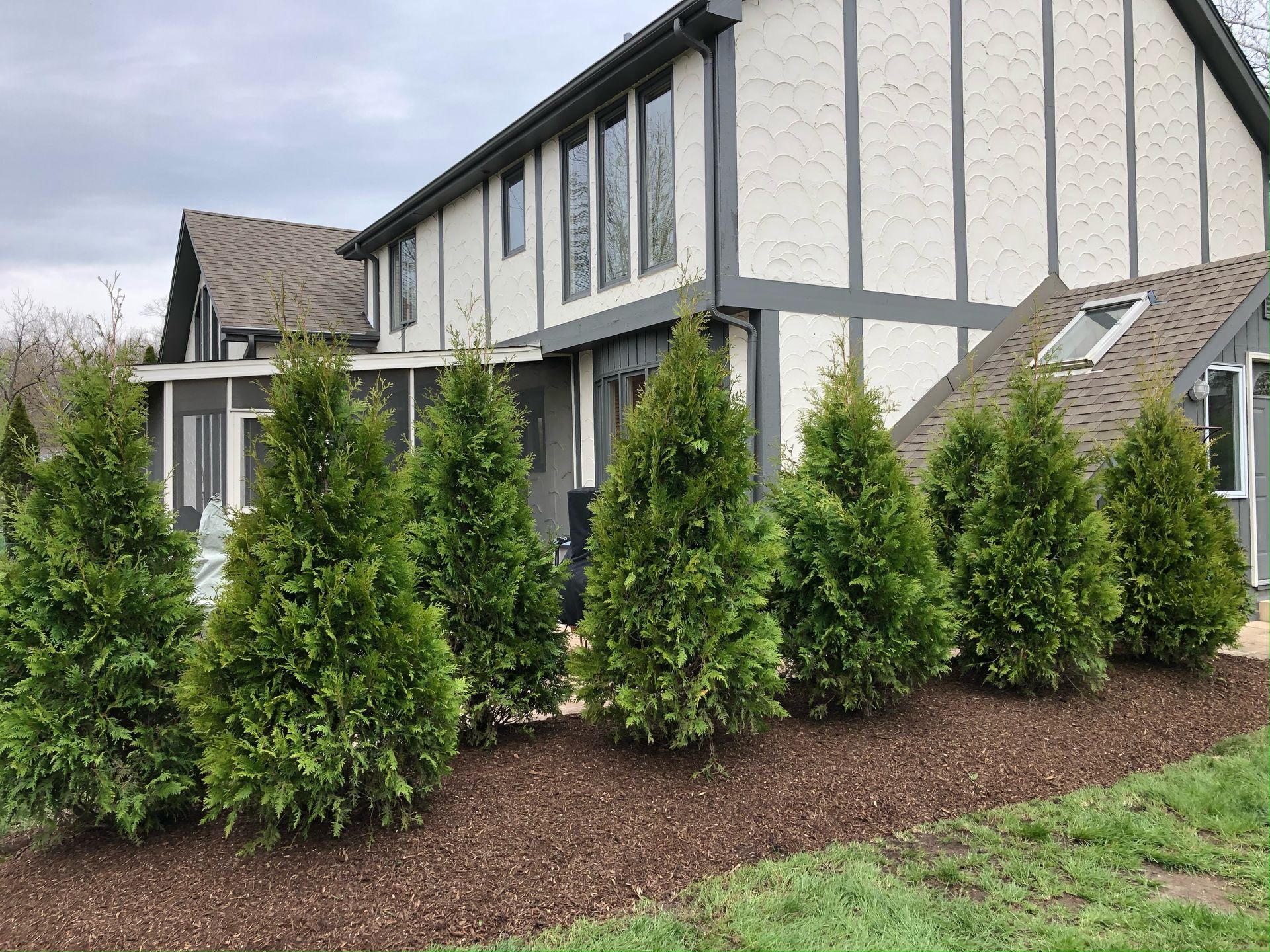 Newly installed arborvitae privacy trees in residential landscape by certified arborists in Illinois