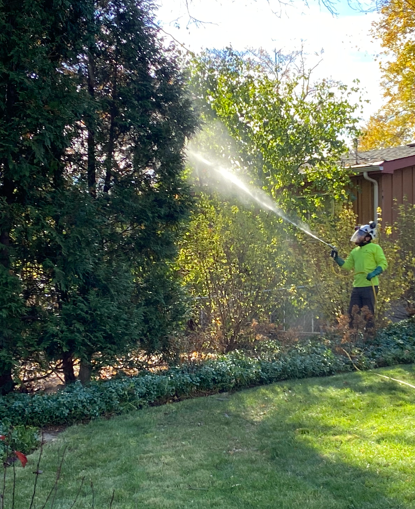 A worker in high-visibility neon green gear sprays a tree with a hose in a sunlit residential yard.