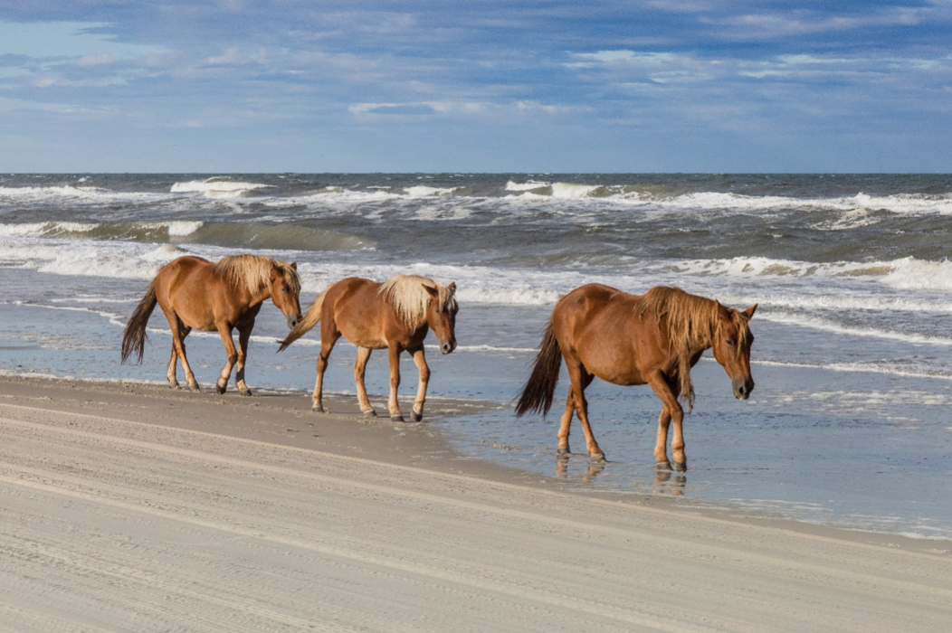 Outerbanks living in Moyock NC