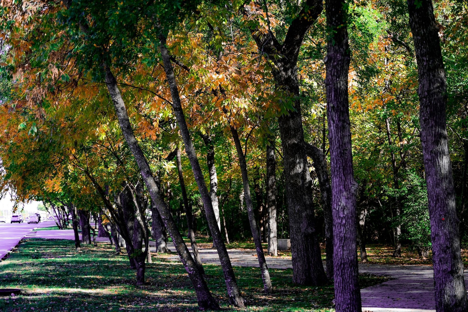 Trees with colorful autumn leaves in a park with green grass and a paved walkway.
