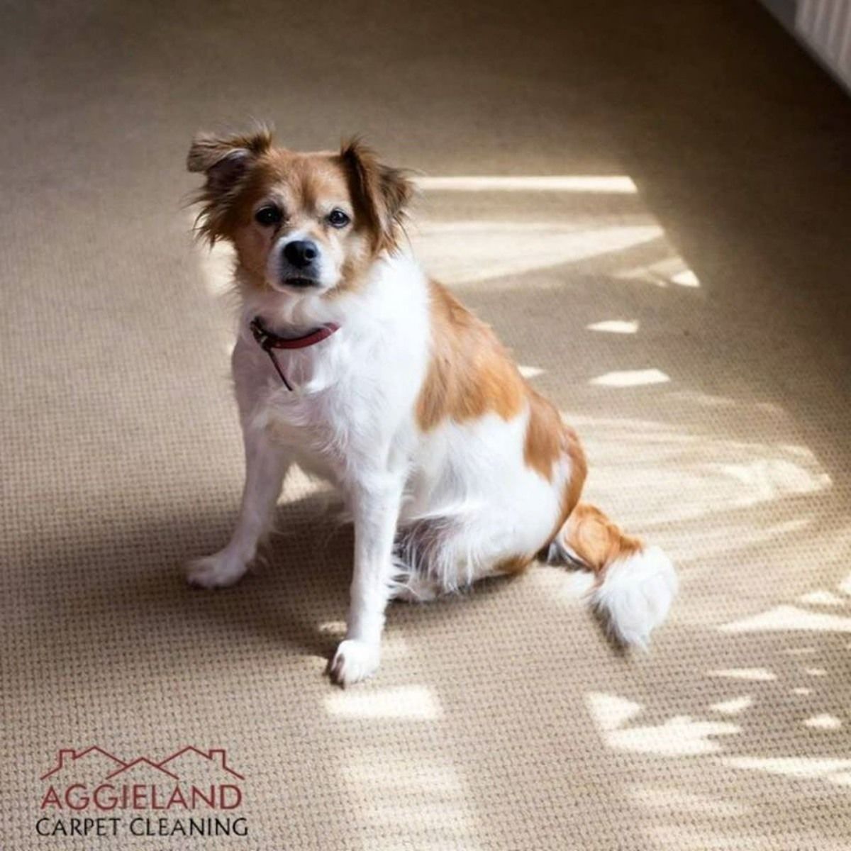 Clean carpet maintained with pet-friendly residential carpet cleaning services