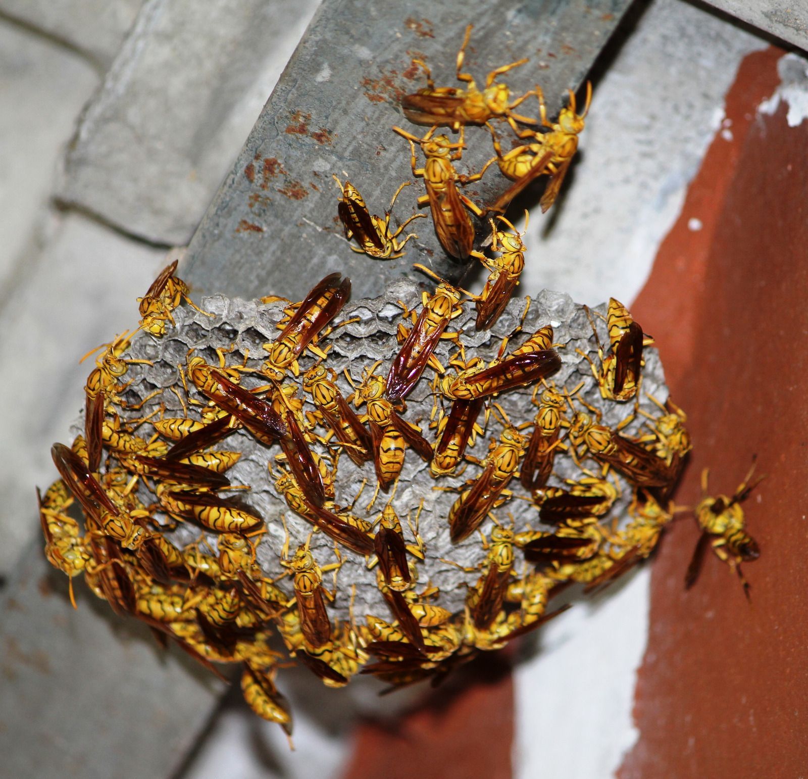A bunch of wasps are sitting on a piece of concrete