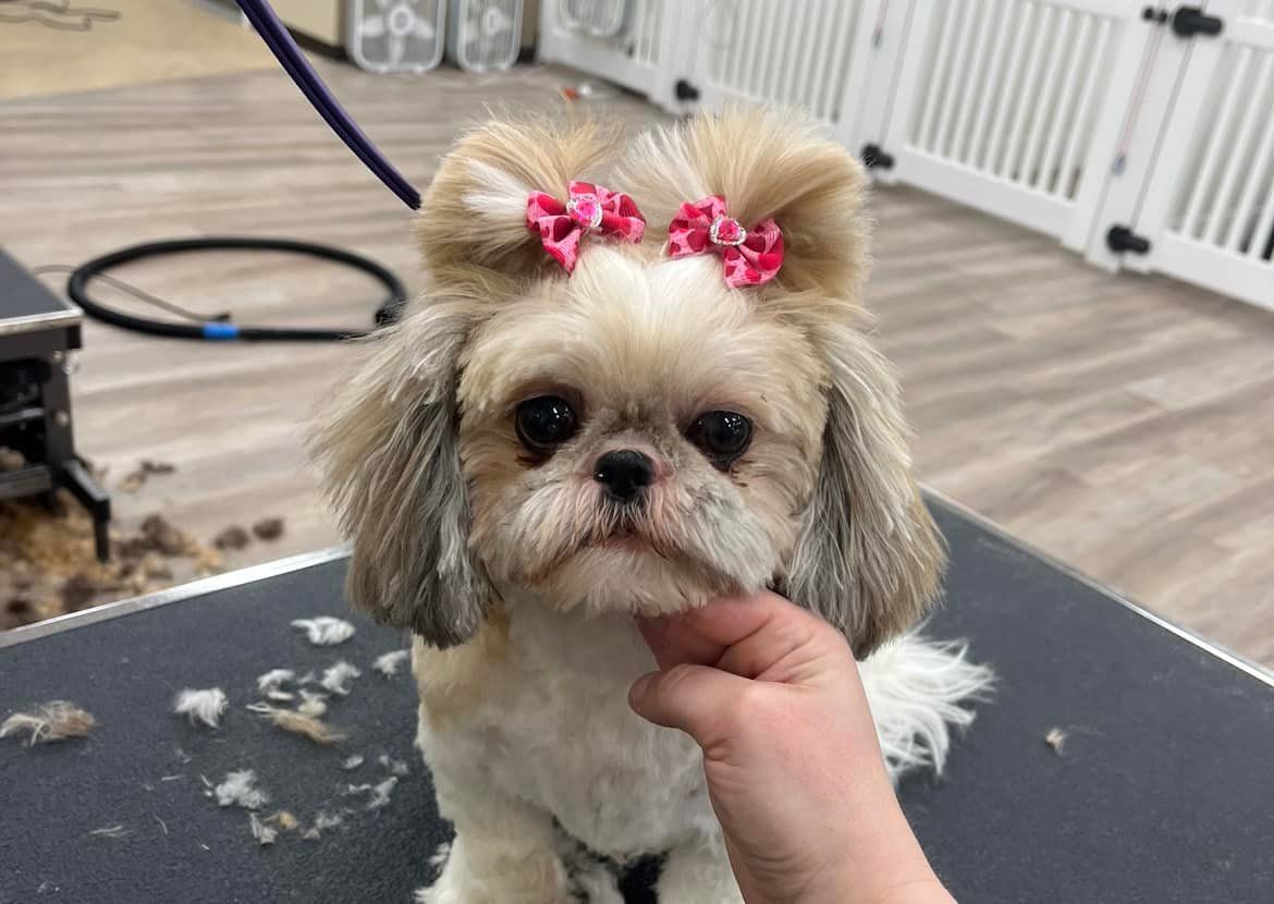 A person is holding a small dog with a pink bow in its hair.
