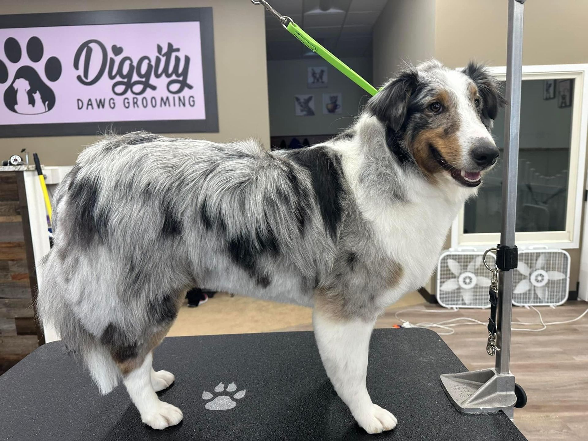 A dog is standing on a table in a grooming salon.