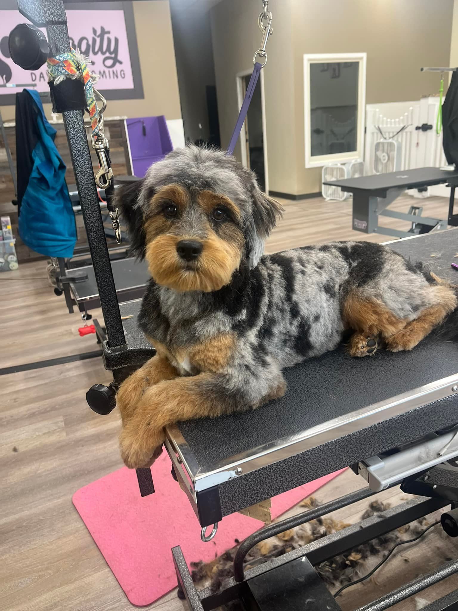 A small dog is laying on a table in a grooming salon.