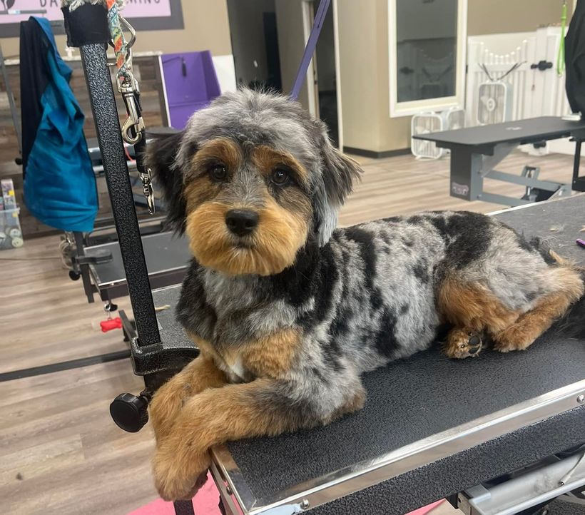 A small dog is laying on a grooming table.