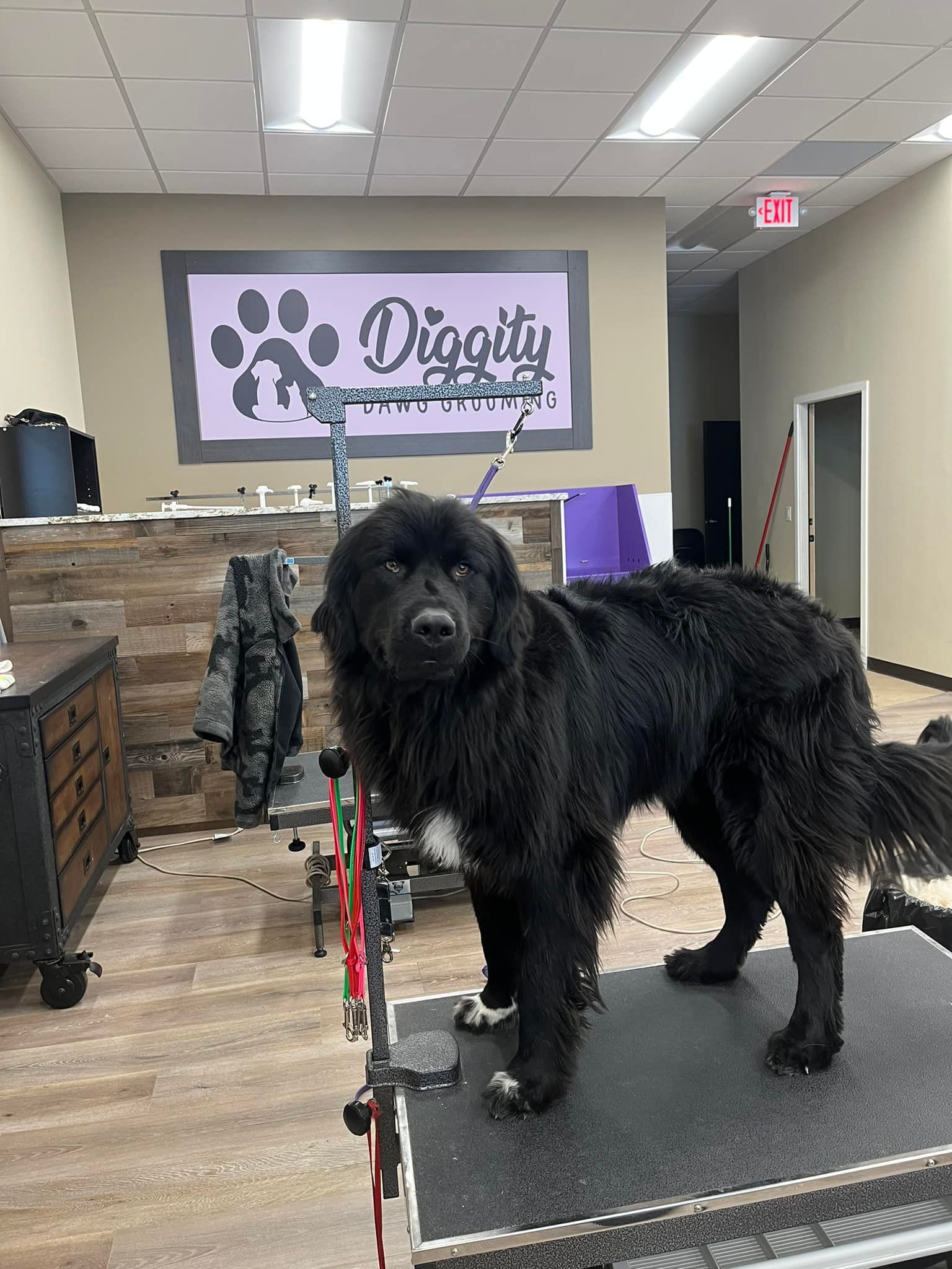 A black dog is standing on a grooming table in a room.