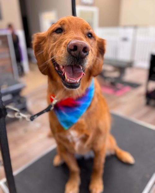 A brown dog wearing a tie dye bandana is sitting on a grooming table.