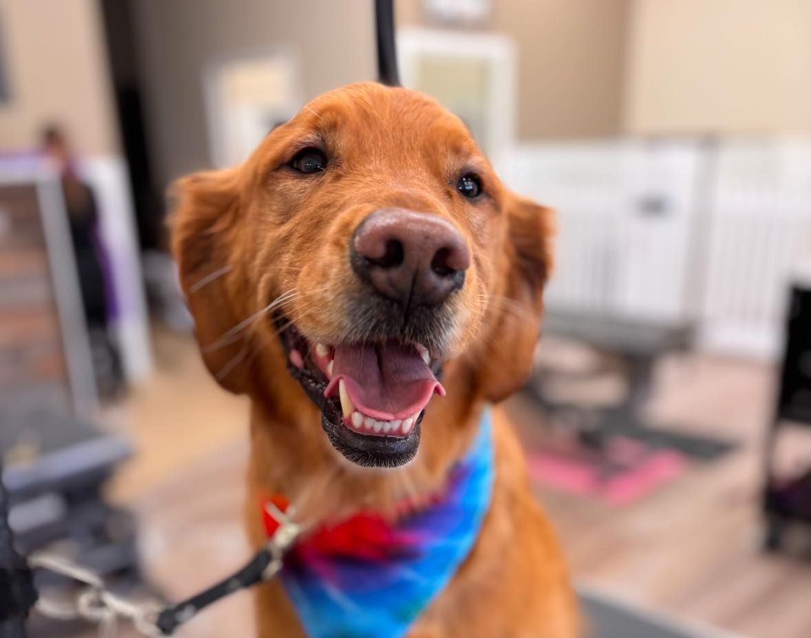 A close up of a dog wearing a tie dye bandana.