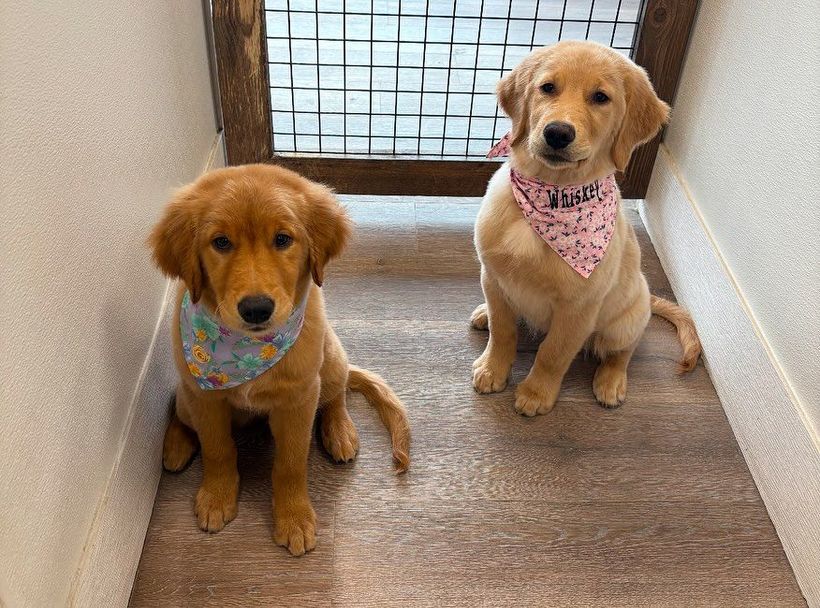 Two puppies are sitting next to each other on a wooden floor.