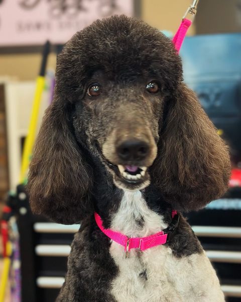 A black and white poodle wearing a pink collar
