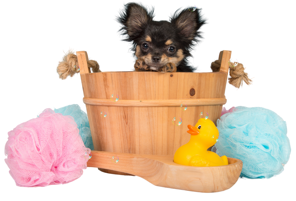 A small dog is taking a bath in a wooden bucket.