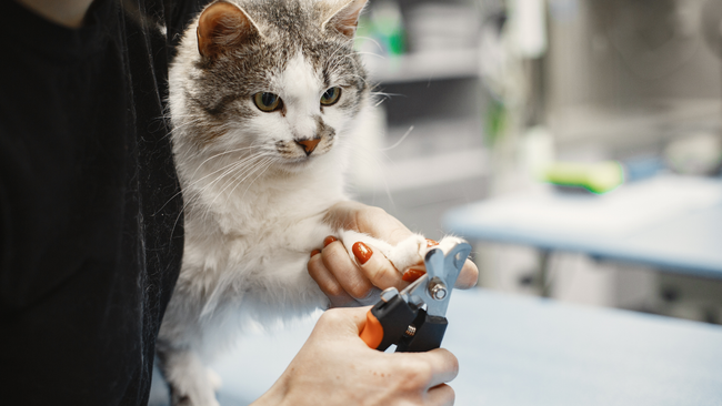 A person is cutting a cat 's nails with scissors.