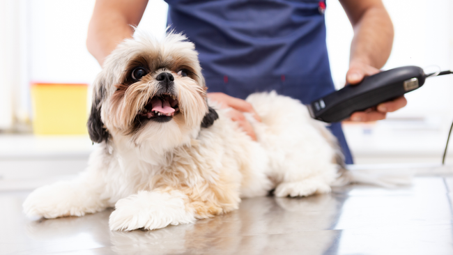 A person is cutting a dog 's hair with a clipper.