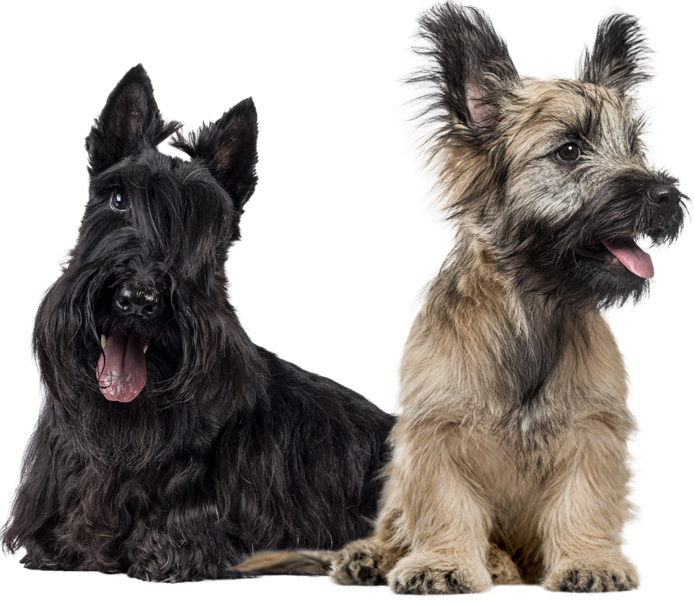 Two scottish terriers are sitting next to each other on a white background