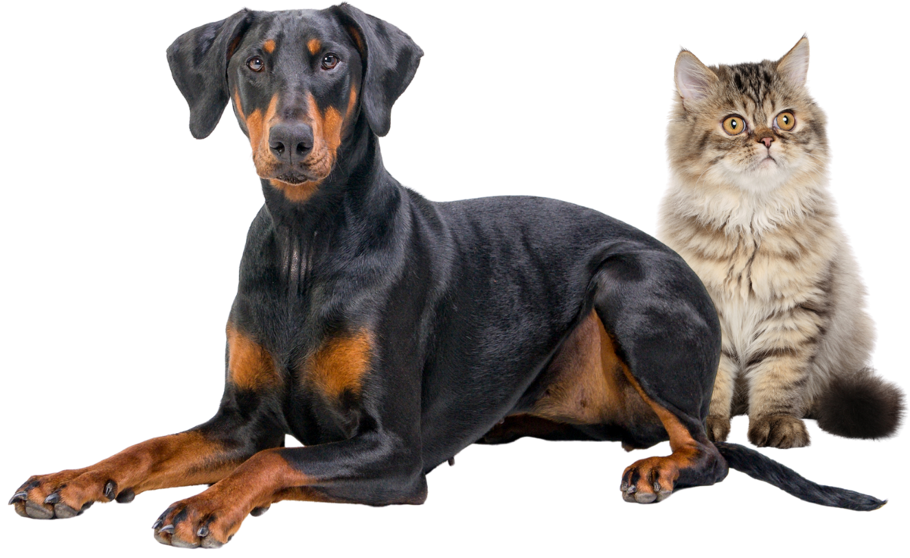 A dog and a cat are laying next to each other on a white background.