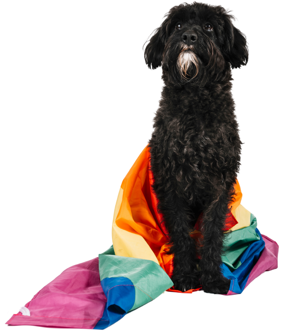 A black dog is wrapped in a rainbow flag