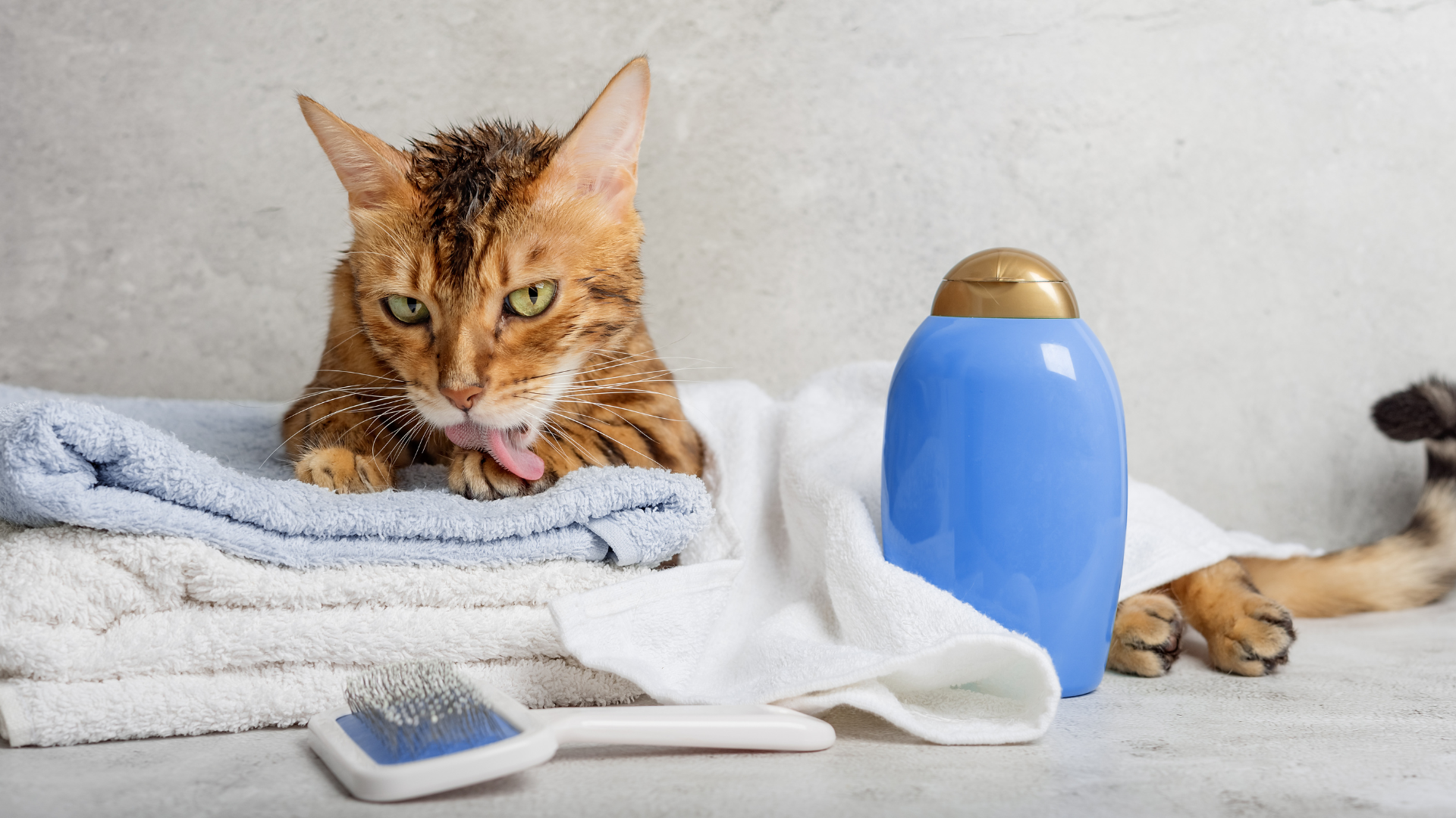 A cat is laying on a pile of towels next to a bottle of shampoo.
