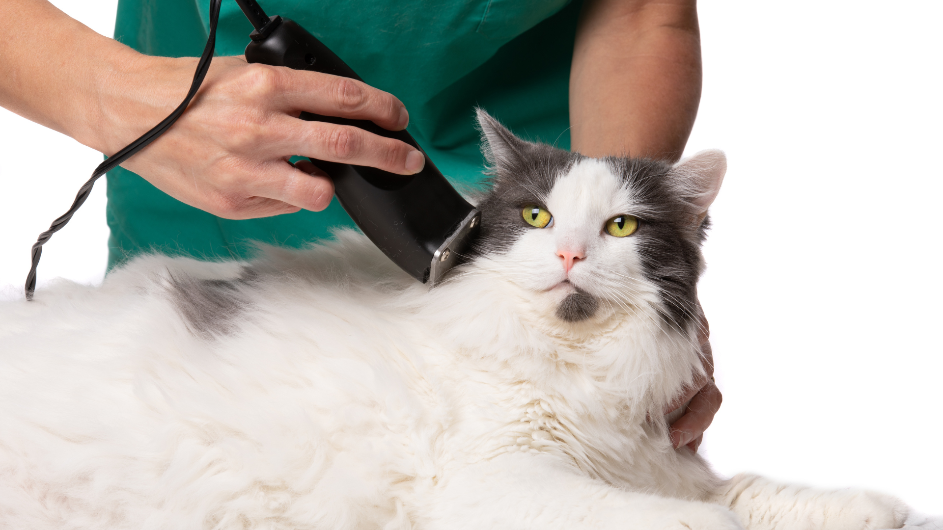 A person is cutting a cat 's hair with a clipper.