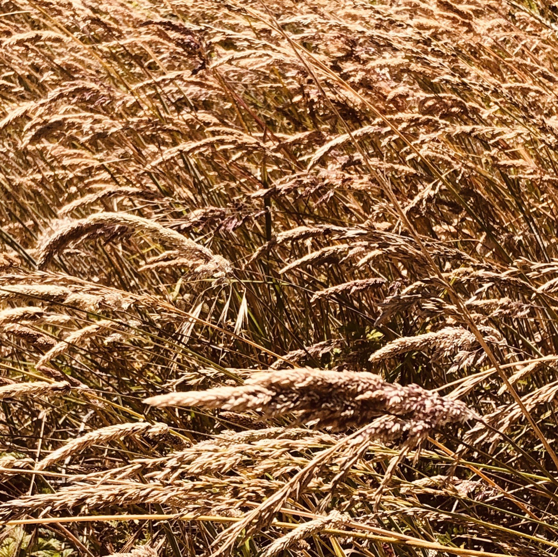 A field of tall grass blowing in the wind.