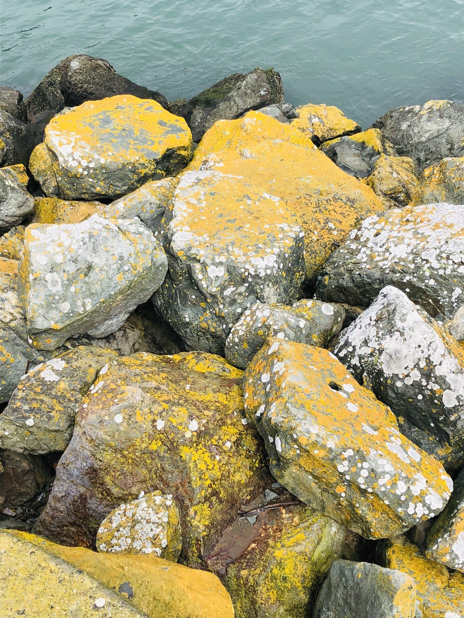 A pile of rocks covered in yellow algae next to a body of water.
