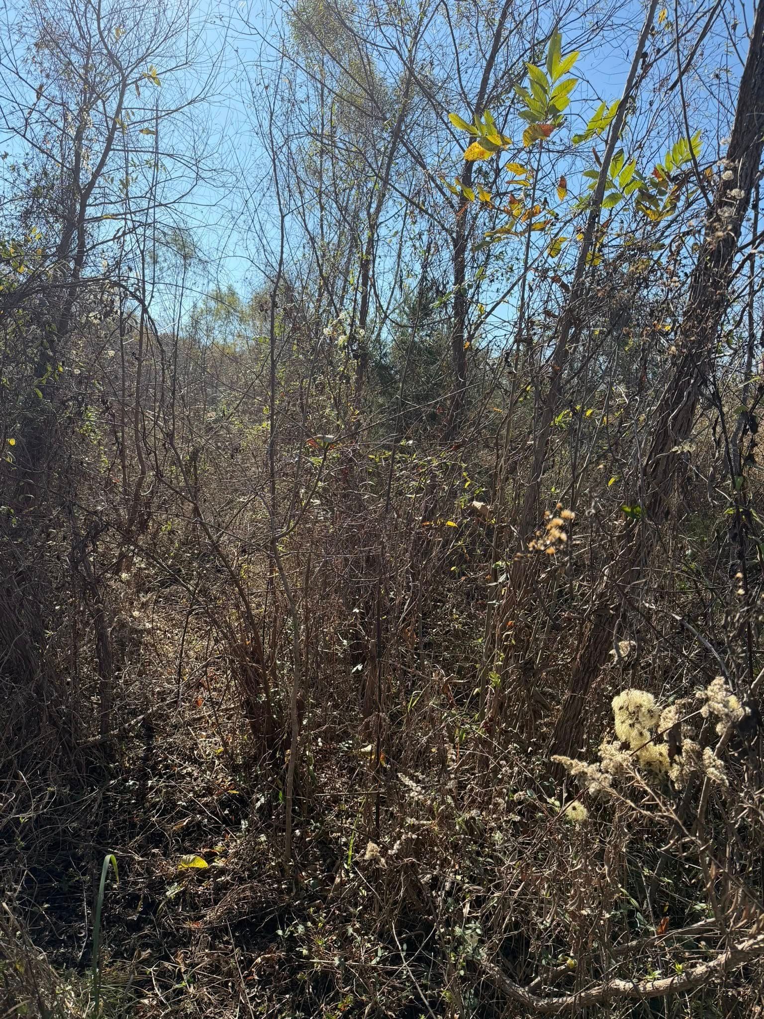 Dense, dried brush and thin trees reaching toward a clear, blue sky on a bright, sunny day.