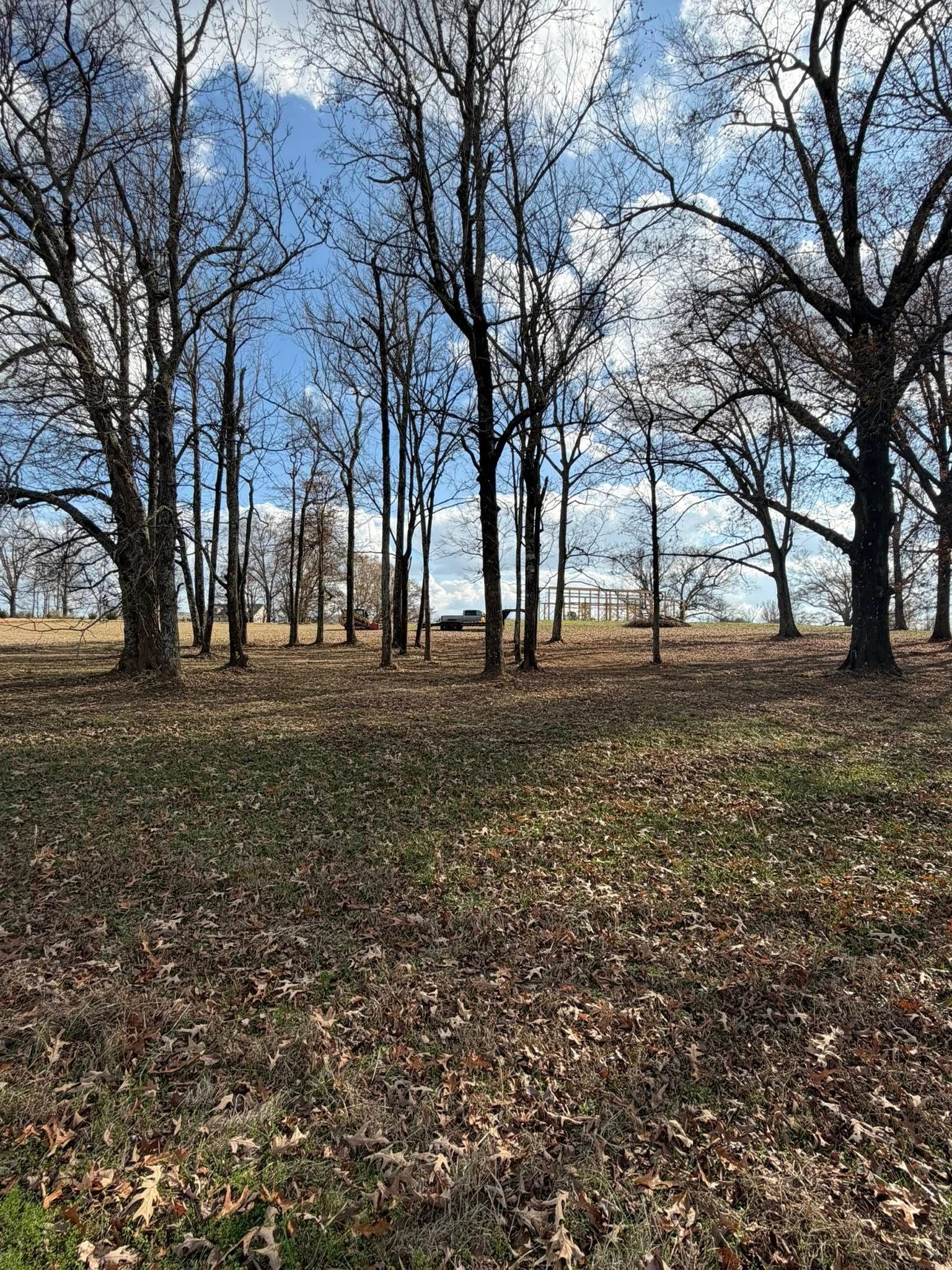 A field covered in dry, brown leaves beneath a grove of bare trees against a blue sky with white, wispy clouds.