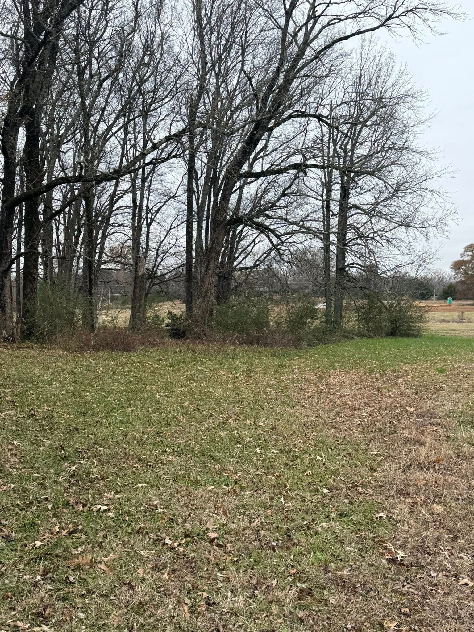 A line of bare, dormant trees bordering a field of green grass scattered with fallen brown leaves under a cloudy sky.